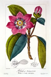 Melier, pub. 1836