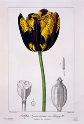 Tulipán: Rey Enrique IV, pub. 1836