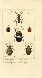 Callidium longipes 1, mariquitas, Jauravia dorsalis 2, Coccinella septempunctata 3, escarabajos pulga, Altica cincta 4, Altica emarginata 5, y Altica chrysis 6
