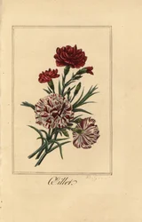 Clavel, Dianthus caryophyllus