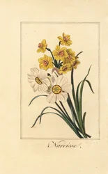 Variedades de narciso, Narcissus poeticus y Narcissus pseudonarcissus