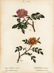 Rosa canina, Rosier des chiens 1, y rosa de hojas pequeñas, Rosa sepium, Rosa agrestis, Rosier des haies 2
