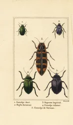 Escarabajo de dogbane, Chrysochus auratus 1, Hoplia argentea 2, escarabajo joya de banksia, Cyrioides imperialis 3, Eumolpus fulgidus 4, y Eumolpus surinamensis 5