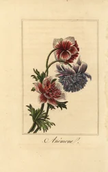 Anémona de amapola híbrida, Anemone coronaria