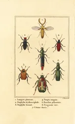 Escarabajo Lampyris, escarabajo rove, Staphylinus erythropterus 2, especies de Staphylinus 3, Ampedus sanguineus 4, Silpha pedemonta 5, Temnoscheila virescens 6, y escarabajo rosa, Cetonia aurata 7