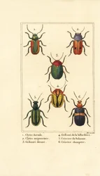 Escarabajos de hoja: Smaragdina limbata 1, Clytra laeviuscula 2, escarabajos Cryptocephalus 3,4, Crioceris solani 5 y Chrysomela campestris 6
