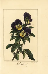 Pensamiento, Viola tricolor var