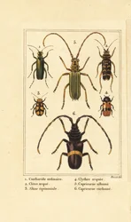 Escarabajo de la mosca española, Lytta vesicatoria 1, escarabajo avispa, Clytus arietis 2, Altica equinoctialis 3, Clytra quadripunctata 4, escarabajos de cuernos largos, Chlorida festiva 5 y Trachyderes succinctus 6