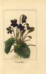 Violeta dulce, Violette, Viola odorata