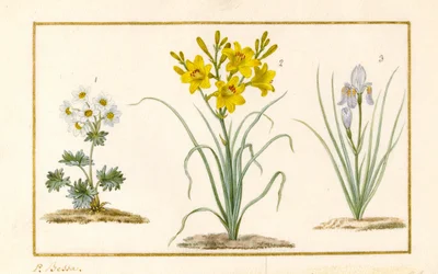Anémona, Hemerocale e Iris (detalle)