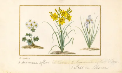 Anémona, Hemerocale e Iris