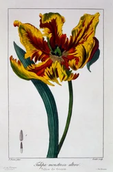 Tulipán 