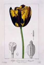 Tulipán del Rey Enrique IV, 1836
