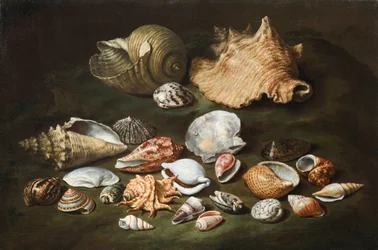 ""Naturaleza muerta con conchas"" Pintura de Paolo Porpora (1617-1673)