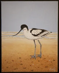 Avocet, 2016