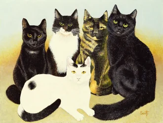 Los gatos de la Srta. Cox