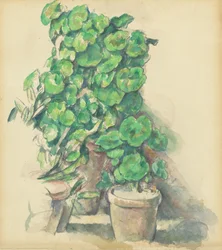 Geranios