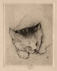 Seis grabados: Cabeza de un gatito