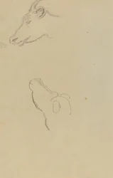Cabeza de una vaca