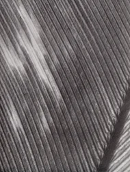 Pluma (foto en blanco y negro)