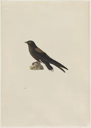 Vencejo de cola espinosa (Hirundapus caudaculus)