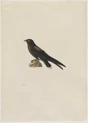 Vencejo de cola espinosa, Hirundapus caudacutus, siglo XIX.