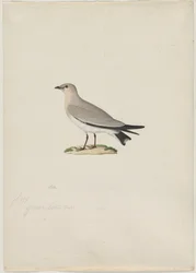 Pequeña Pratincola Glareola lactea, 1800s