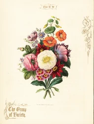 Ramo de rosa blanca, dalia, capuchina, aurícula.