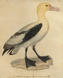 Albatros de cola corta
