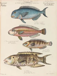 Curso de historia natural