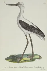 Avoceta de cabeza blanca, principios del siglo XIX
