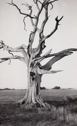 Árbol muerto, Romney Marsh