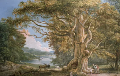 Antiguo árbol de haya