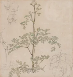 Estudio de perifollo silvestre