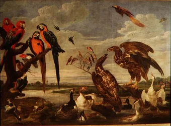 131-0059359 Variedad de aves