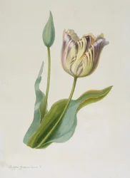Tulipa, Tulipán, c. 1840-1880