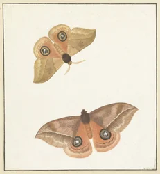 Dos mariposas