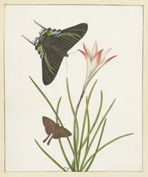 Dos mariposas cerca de un lirio