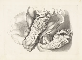 Estudios anatómicos de brazos. El libro de dibujo de Peter Paul Rubens (título de la serie)