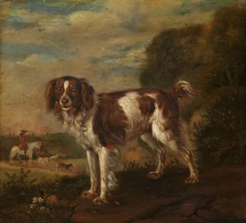 Un spaniel