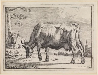 Vaca pastando