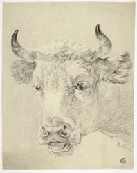 Cabeza de vaca