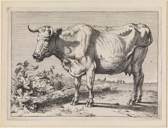 Vaca con cuerno retorcido