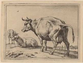 Vaca orinando