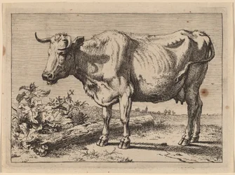 Vaca de Pie (Vaca con un Cuerno Arrugado)