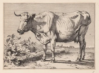 La vaca con el cuerno arrugado, de Varios bueyes y vacas