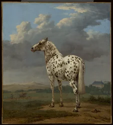 El caballo "Piebald", c.1650-1654 (Óleo sobre lienzo)