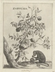 Zabucaiaboom en een aap Zabvcàia (título sobre objeto)