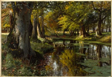 Finales de verano en el arroyo del bosque