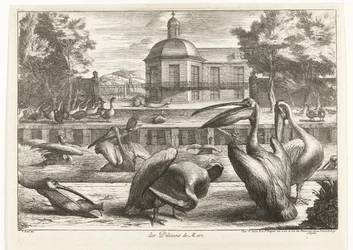 pelícanos des Pelicans de Mere (título sobre el objeto) Birds from the Menagerie of Versailles (título de la serie)